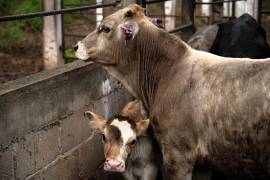 FOTO: ISABEL MATEOS HINOJOSA /CUARTOSCURO