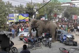 Elefante salvaje siembra el pánico en una ciudad de la India