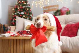 Así que antes de compartir un trozo de pavo o cualquier otro platillo delicioso, es necesario que evalúes si los alimentos son adecuados para su consumo.