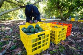 En este penúltimo mes del 2024, las actividades primarias fueron las que mostraron el dinamismo más bajo, siendo la agricultura, ganadería, pesca, caza y explotación forestal, las que redujeron su producción económica. FOTO: