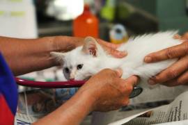 El Ayuntamiento de Saltillo inicia una campaña que ofrece esterilizaciones a bajo costo y desparasitaciones gratuitas.