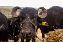 Crianza de búfalo diversifica la ganadería en el Norte de Coahuila