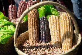 Mientras EU prevé una producción de 432.3 millones, México espera un total de 26 millones de toneladas.