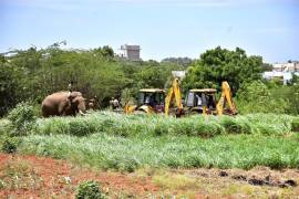 Un elefante genera pánico en varias aldeas indias y mata a 4 personas