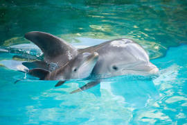 Captura de delfines es ilegal, reitera Semarnat