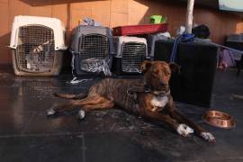 Señalan que los ataques no deben normalizarse, pero también advirtió que hay animales abandonados, mal socializados o privados de condiciones mínimas de bienestar.