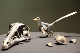 Xenovenator esponosai es una nueva especie de dinosaurio presentada hace pocos días por el Museo del Desierto.