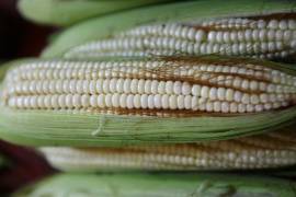 Tipo de maíz mexicano reduciría uso de fertilizantes, según estudio