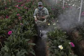 Su trabajo documenta las experiencias y dificultades de las familias floricultoras en Villa Guerrero, Estado de México, por el uso de pesticidas tóxicos en los cultivos