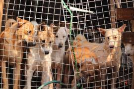 Gobierno de Corea del Sur busca prohibir el consumo de carne de perro.