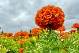 La baja producción de flor de cempasúchil ha provocado que se encarezca el producto.