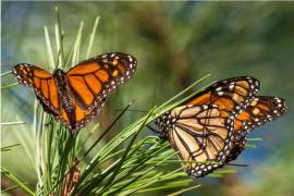 Cada año es menos el número de mariposas monarca que surca el cielo de Coahuila en su viaje hacia los santuarios del Estado de México y Michoacán.