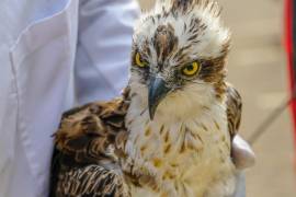 Águila pescadora tras volar 7 mil kilómetro desde Finlandia a Kenia muere por falla orgánica