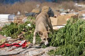 La organización Lomitos al Rescate AC inició una colecta para financiar los rescates y tratamientos de animales en situación vulnerable.