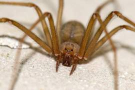 En México existen 40 tipos de especies de la araña violinista o “del rincón”, siendo uno de los arácnidos más peligrosos debido a que su mordedura causa una muerte celular inmediata en el tejido.