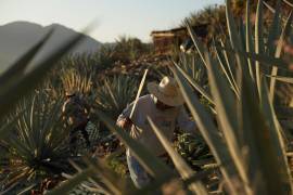 Un trabajador corta una piña de agave utilizada para producir mezcal en Nejapa de Madero, Oaxaca.