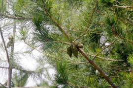 El Pinus greggii destaca por su capacidad de adaptarse a suelos pobres y condiciones difíciles.