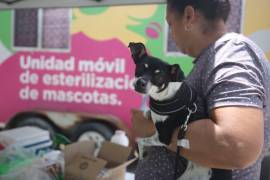 Las campañas buscan reducir la población de animales en situación de calle y prevenir riesgos sanitarios.