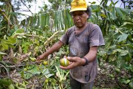 Destrucción. Tomás tenía la esperanza de que sus plantíos resistieran.