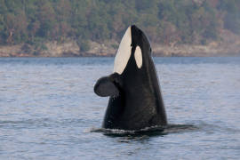 Falleció la orca más vieja del mundo, ‘Granny’