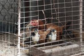 La cría de gallinas permite consumir huevo fresco, sin hormonas, químicos o conservadores.