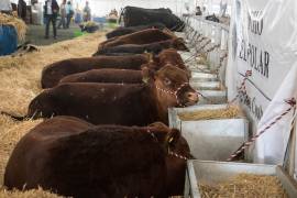 Exportará Coahuila 50 mil cabezas de ganado