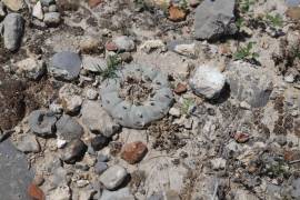 Destruyen plantas de peyote (especie protegida) en Arteaga, para dar paso a nuevo desarrollo campestre