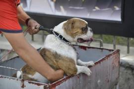 Personal de salud durante una jornada de vacunación y control de garrapatas en mascotas.