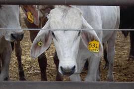 La reapertura de la frontera para exportación de ganado depende de decisiones federales entre México y Estados Unidos, afirma el mandatario.