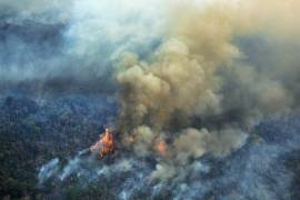 Consecuencias de los incendios en la Amazonia