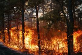 El incendio forestal California Branch arde en el Bosque Estatal Wharton de Nueva Jersey. FOTO: