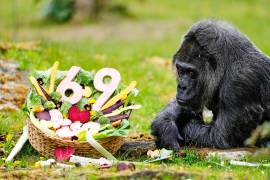 Fatou, la gorila más longeva del zoológico de Berlín y considerada la más longeva del mundo, come verduras para celebrar su cumpleaños 69, en Berlín, Alemania.