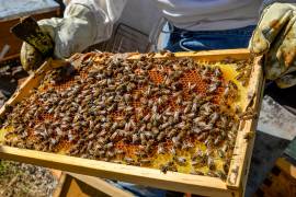 Miel “Hecho en México”, símbolo de calidad y sabor en el marco del Día Mundial de las Abejas