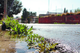 En Saltillo, vecinos de Miravalle reportan fuga de agua y no la atienden