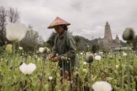 Aunque los campos de amapolas en Shan parecen paisajes tranquilos, representan la base de una industria de opio que sostiene el narcotráfico global. | Foto: The New York Times