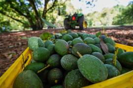 Este sobrecosto se hace más evidente justo en la etapa de mayor demanda internacional por parte de Estados Unidos.
