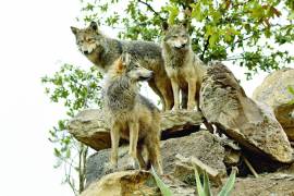 Debido a la falta de albergues adecuados para las crías, este año no hubo reproducción de lobos grises mexicanos en el Museo del Desierto.