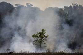 Pierde Amazonia 222% más que en agosto 2018