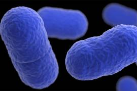 Imagen tridimensional (3D) generada por computadora de un grupo de bacterias Listeria monocytogenes. Bebé muere y 10 personas enferman en California por brote de listeria vinculado a Yu Shang Food.