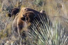 Los bisontes vuelven a correr los prados en una reserva en Cuatro Ciénegas