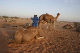 Un rebaño de camellas descansa junto a los pastores a las afueras de Nuakchot, donde tratan de buscar pasto entre las dunas y las arenas del desierto del Sáhara.