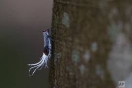 Tu jugo del día: AMLO no perseguirá a colaboradores de García Luna