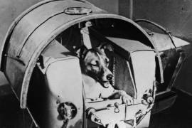 Laika fue el primer animal en la órbita de la Tierra; el 3 de noviembre de 1957, una joven perra callejera de Moscú fue envida al espacio abordo del satélite Sputnik 2.