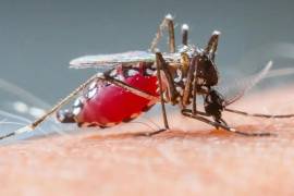 Un nuevo estudio científico advierte que la pérdida de fauna en los bosques está empujando a los mosquitos a buscar sangre humana con mayor frecuencia, incrementando el riesgo de enfermedades peligrosas.