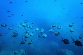 Mojarras nadan en el Parque Nacional de Porquerolles, una zona protegida en Francia, antes de la Conferencia sobre Océanos de Naciones Unidas.