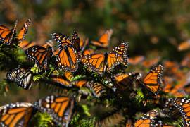 Una de las causas de la mortalidad de las monarcas adultas es el resultado de eventos climáticos extremos en su área de hibernación y la falta de néctar, por la sequía.