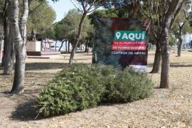 Para evitar que los pinos acaben en arroyos o en las calles, el Municipio dispuso de 11 centros de acopio.