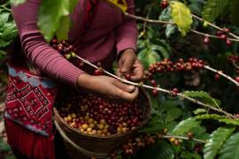 El año pasado los precios de los principales productos que América Latina y el Caribe exportan bajaron de manera significativa, excepto por el café, que aumentó y el cobre. FOTO: