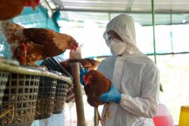 Argentina se convierte en la doceava nación de América con casos de gripe aviar H5N1