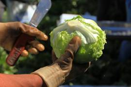 Aunque Taylor Farms retiró voluntariamente la lechuga iceberg proveniente de México, especialistas recomiendan optar por lechugas de cabeza entera y lavarlas muy bien en casa mientras concluye la investigación.